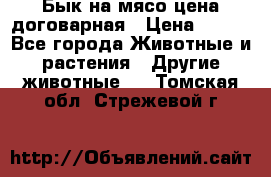 Бык на мясо цена договарная › Цена ­ 300 - Все города Животные и растения » Другие животные   . Томская обл.,Стрежевой г.